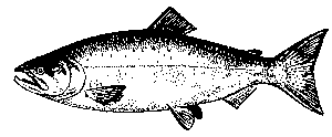 diagram of chinook salmon