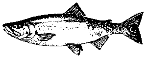 chum salmon diagram