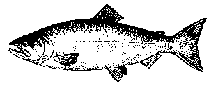 chinook2.gif (2150 bytes)