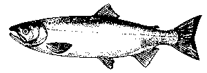 coho2.gif (1717 bytes)