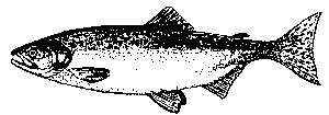pink2.gif (1881 bytes)