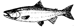 sockeye2.gif (1802 bytes)